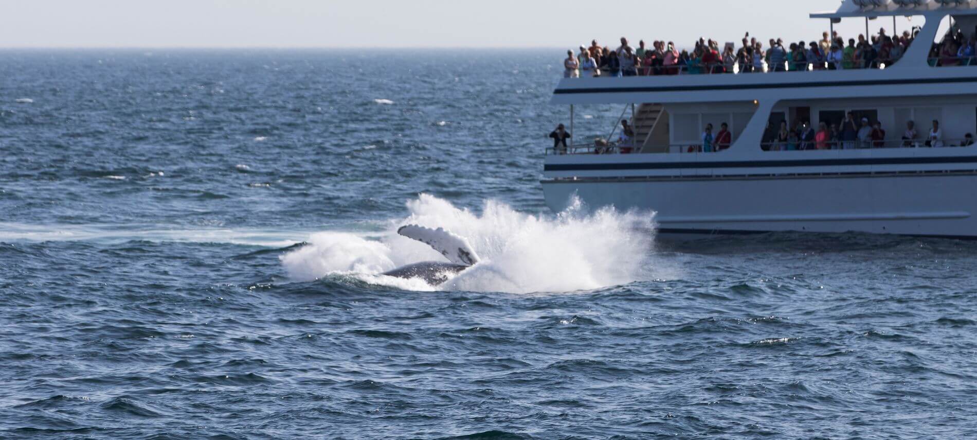 People on boat whale watching