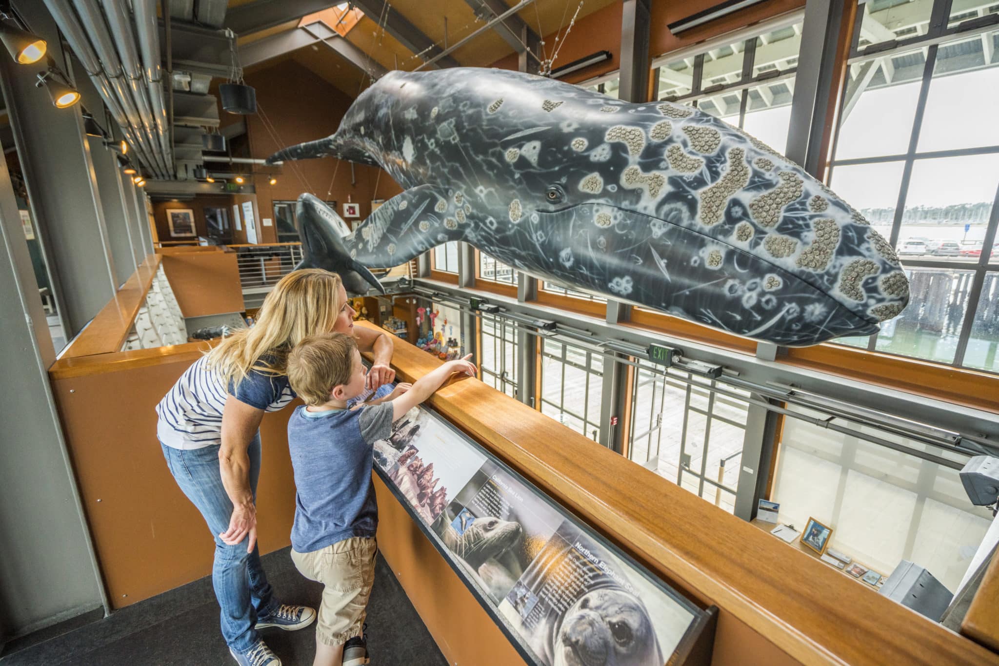 Explore The Santa Barbara Museum Of Natural History   MuseumofNaturalHistorySeaCenter WhaleModel PhotobyDavidCollier CourtesyofVisitCalifornia  Scaled 