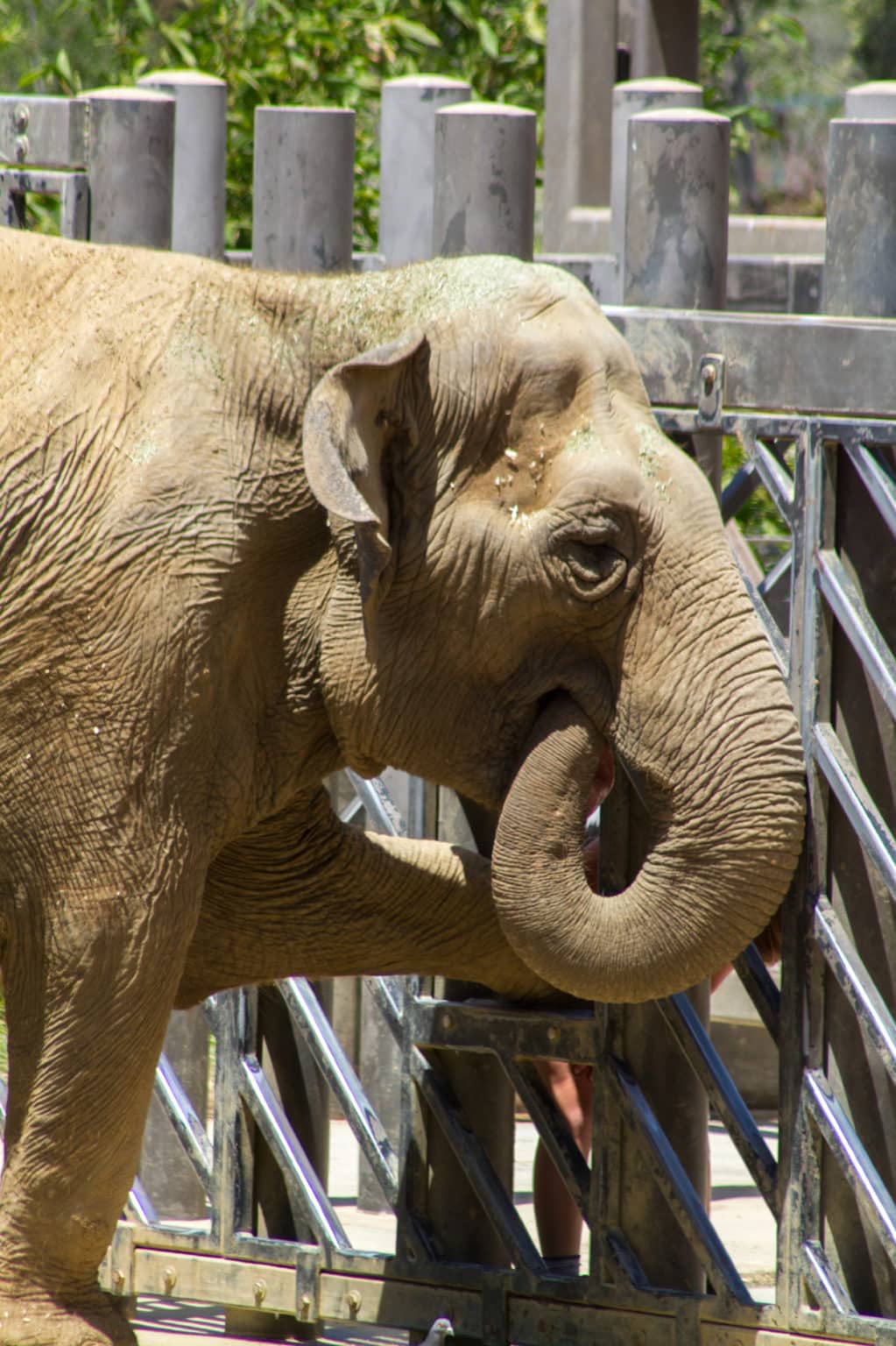 A Day at the Santa Barbara Zoo Fun & Educational for All Ages